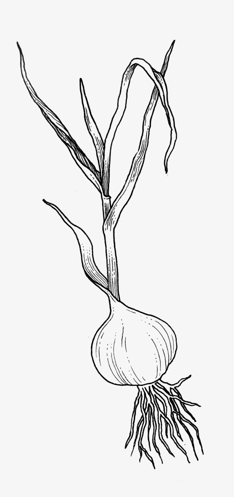 Herbal Alphabet - Garlic - Sketch, transparent png