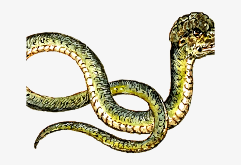 Rattlesnake Clipart Grass Snake, transparent png