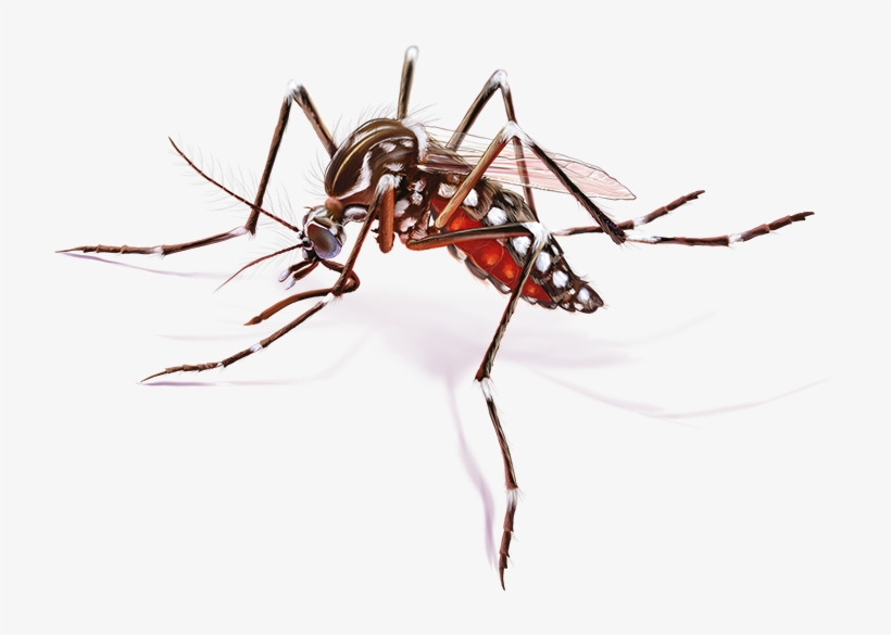 Mosquito Febre Amarela Png - Mosquito, transparent png
