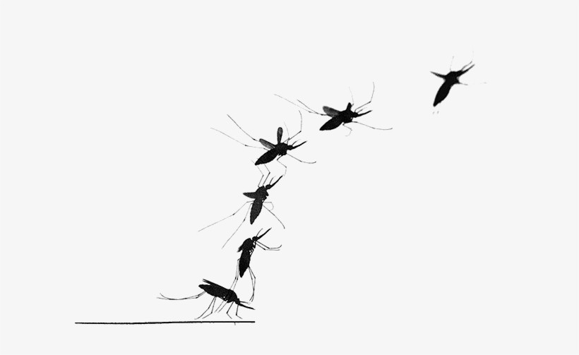 Mosquito Png Transparent Image - Mosquitoes Silhouette Flying, transparent png