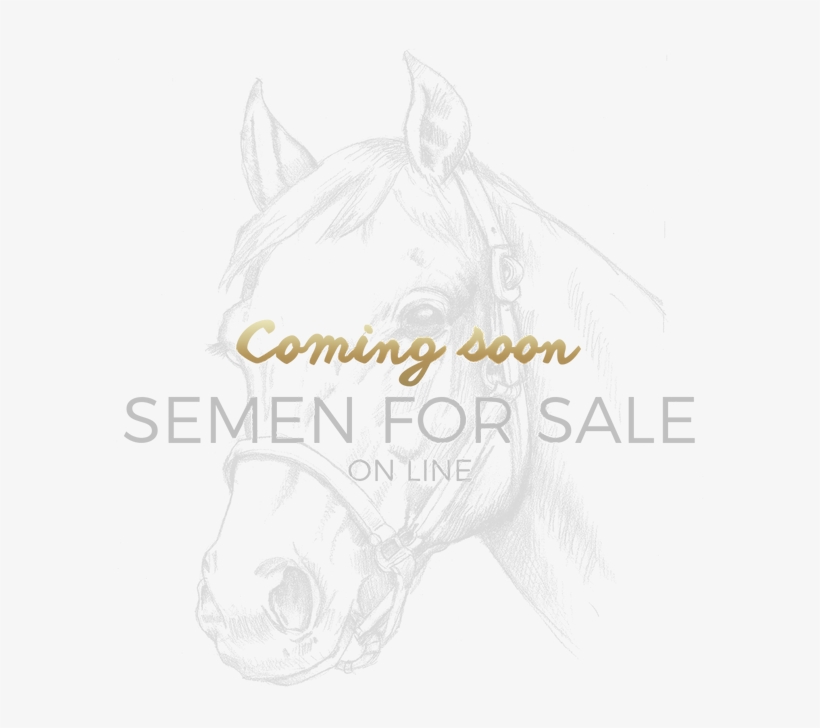 Home - Stallion, transparent png