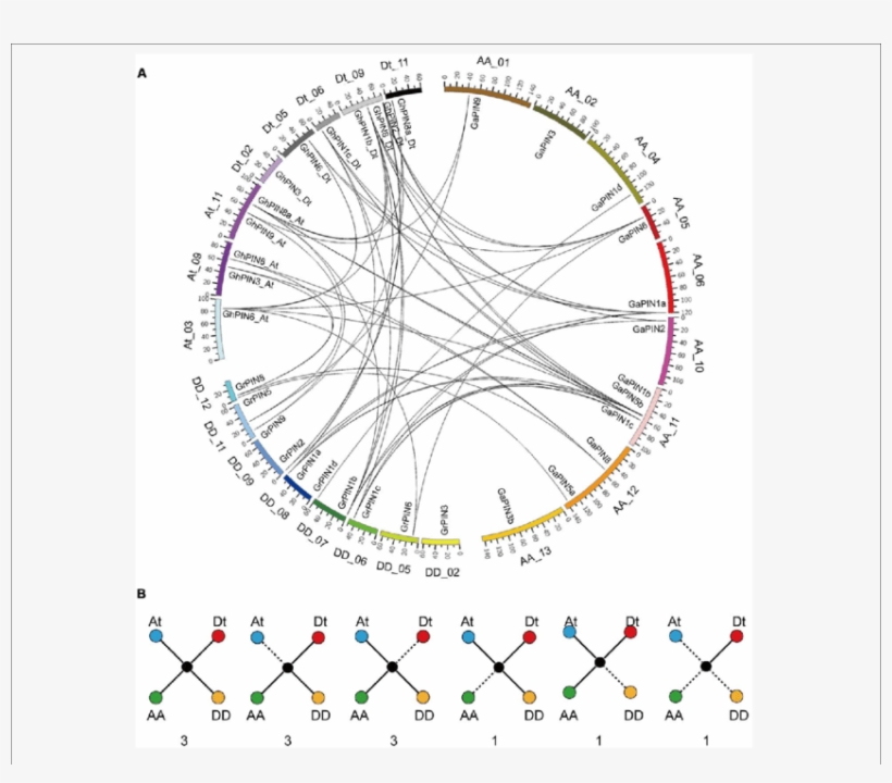 Chromosomal Distribution And Evolutionary Analysis - Circle, transparent png