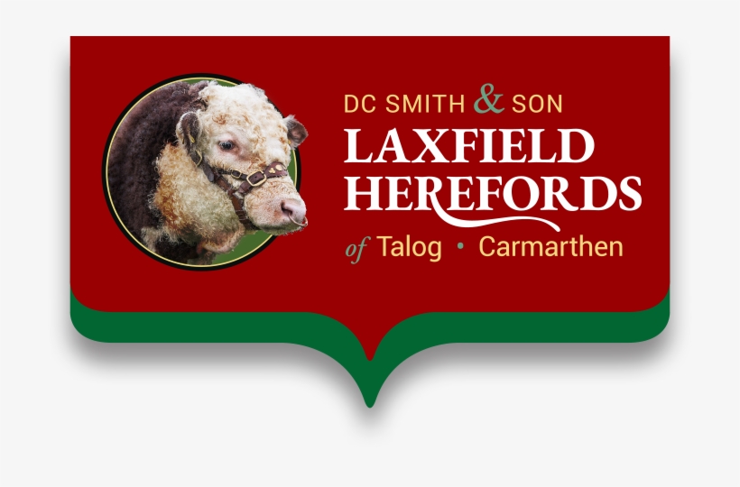 Standard Poodle, transparent png