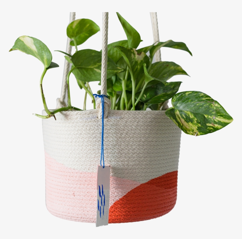 Pink / Red Orange - Flowerpot, transparent png