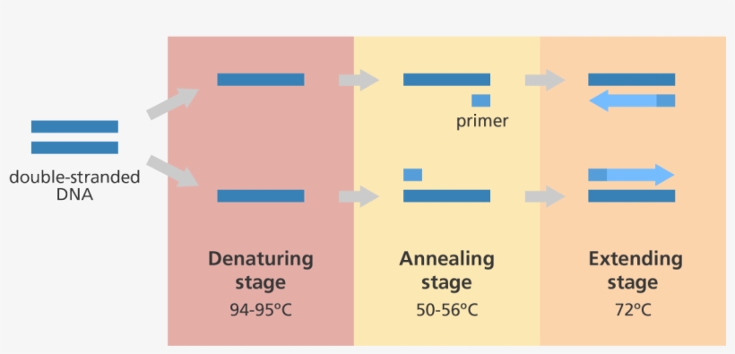 Illustration Showing The Main Steps In The Polymerase - Genome Research Limited Pcr, transparent png