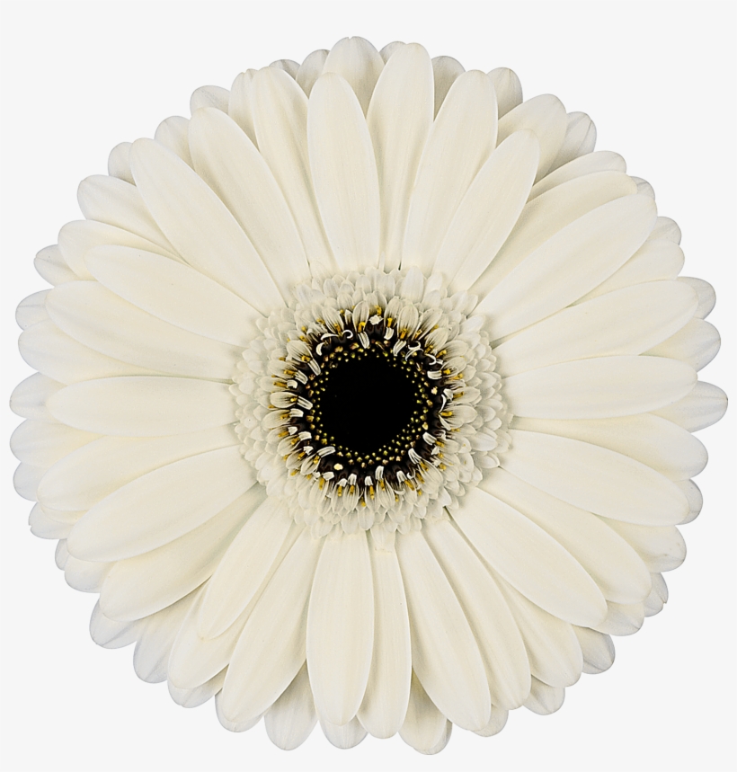 High Resolution Image, Download File - Cake, transparent png