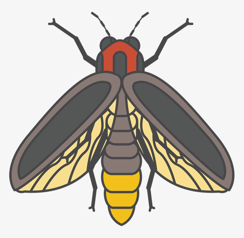 Firefly Insect, transparent png