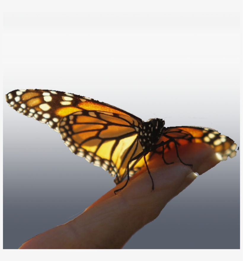 Monarchs Mysteriously Arrive At The Same Remote Wintering - Ultimo Dia Do Ano Com Imagens, transparent png
