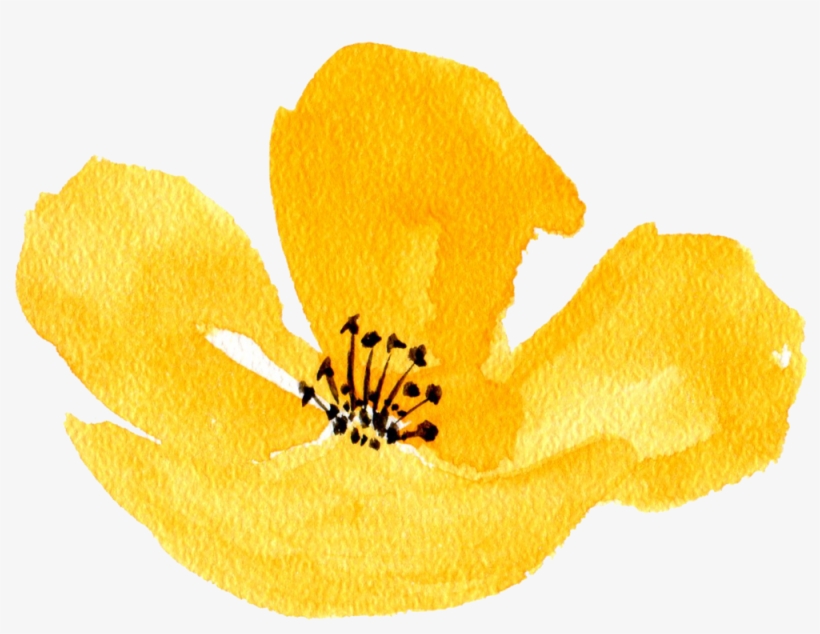 Yellow Poppy - Calochortus, transparent png
