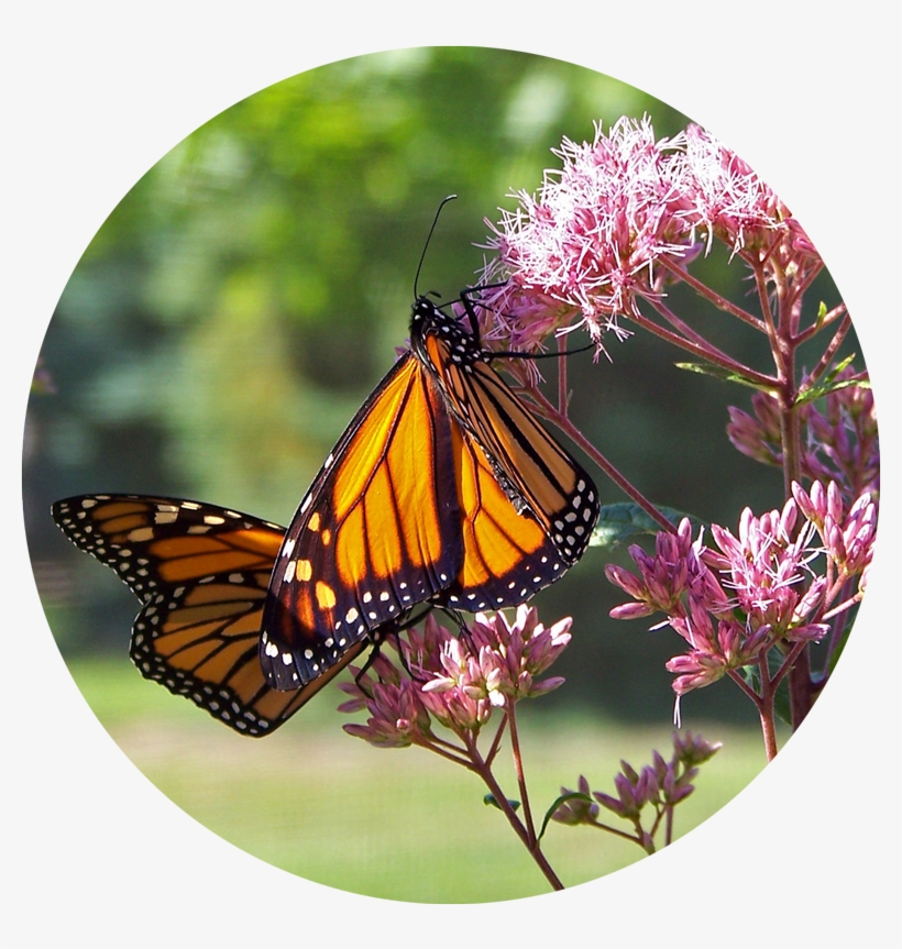 Gardening Basics Grow Milkweed To Help Monarch Butterflies - Butterfly Nature Quotes, transparent png