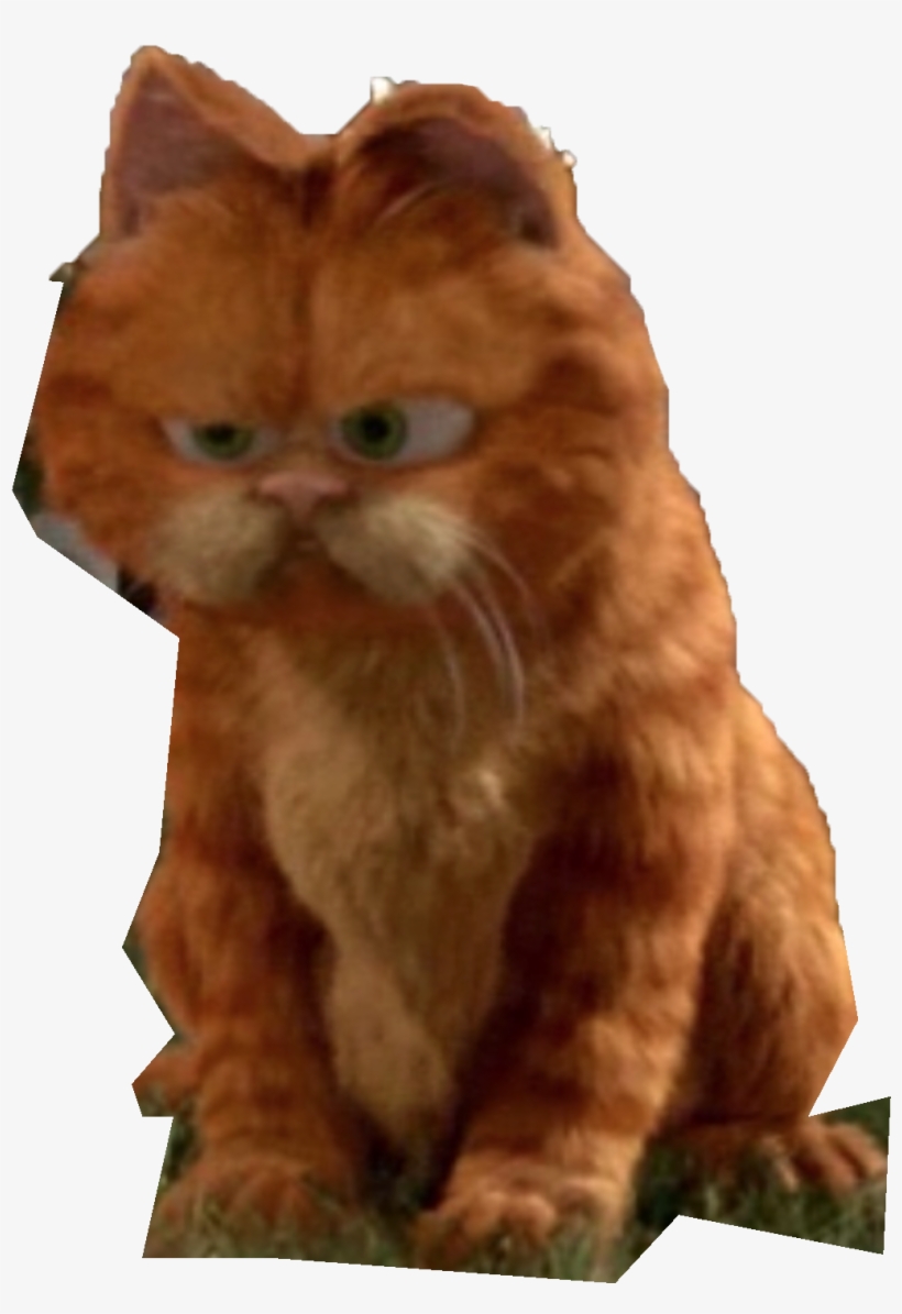 Kitten, transparent png