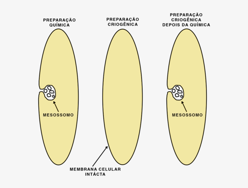 Formacao Mesossomo - Mesossomo Bacteriano, transparent png