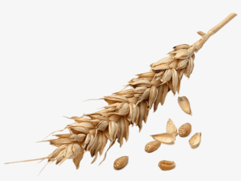 Download - Wheat, transparent png