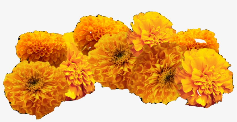 Marigold Clipart Cempazuchitl - Cempasuchil Clipart, transparent png