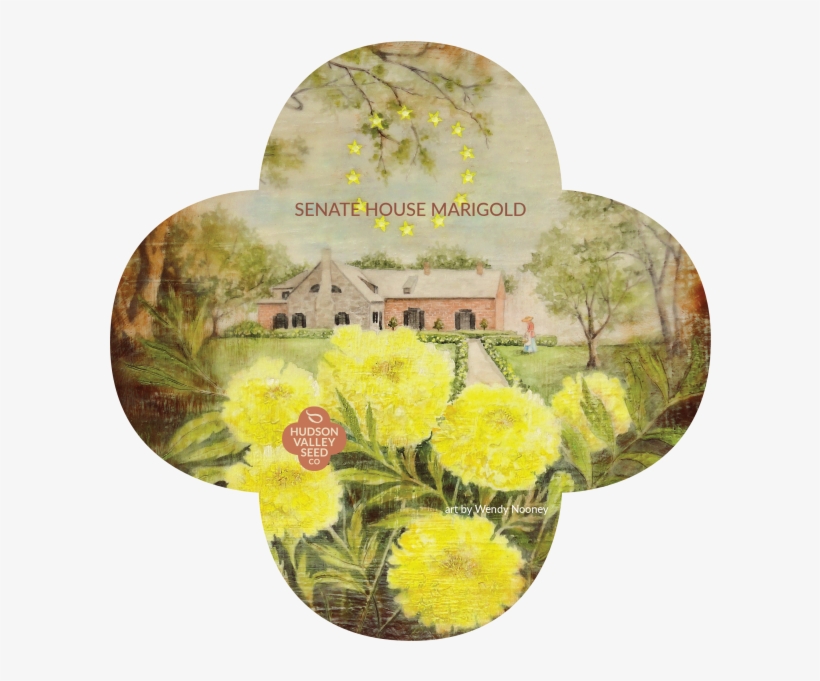 Senat House Marigold Quatrefoil - Chrysanths, transparent png