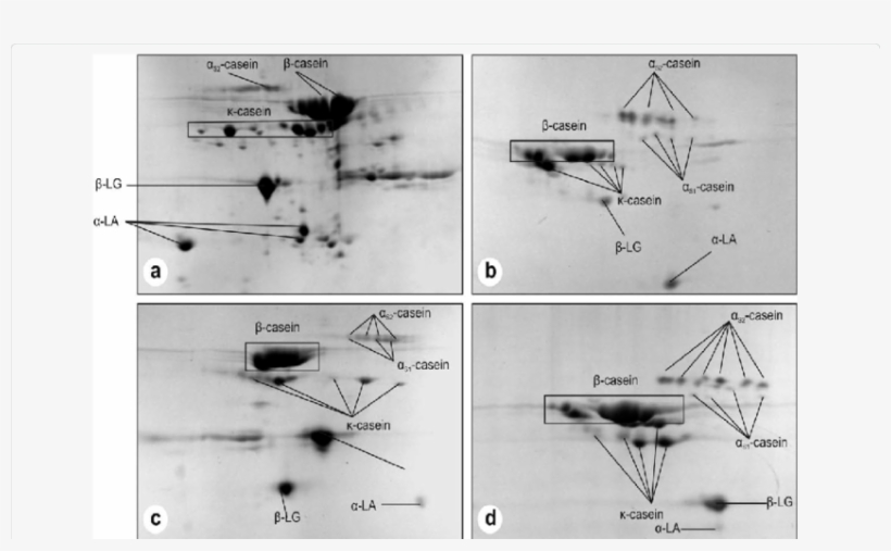 2-de Of Goat Milk Proteins - Diagram, transparent png