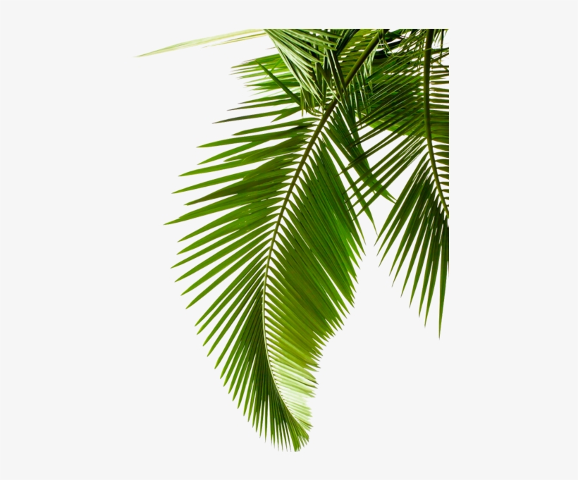 Green Palm Leaves - Palm Leaf Black And White, transparent png