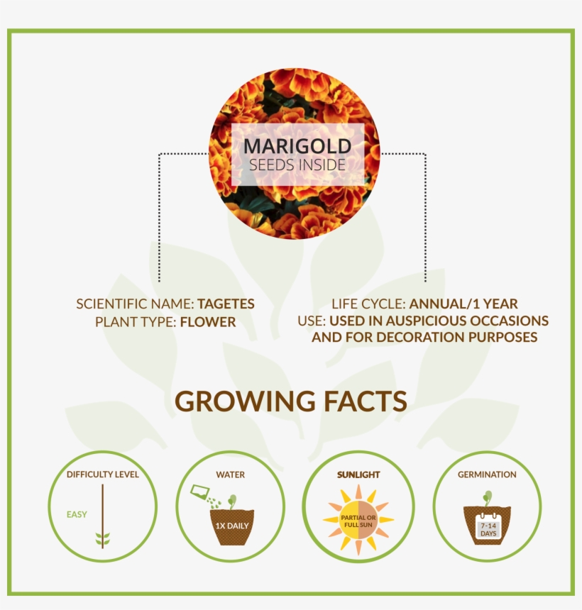 Marigold Large Giy Kit, transparent png