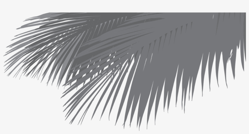 Dc-leaf - Roystonea, transparent png