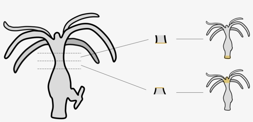 Regeneração Em Hydra - Illustration, transparent png