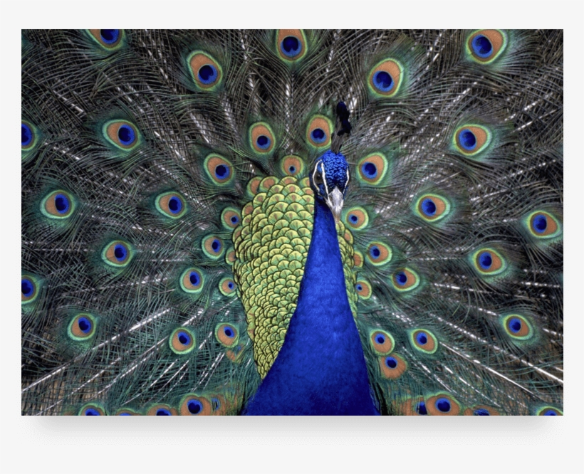 Now Where Would You Click In This One - Brave As A Lion Proud As A Peacock, transparent png