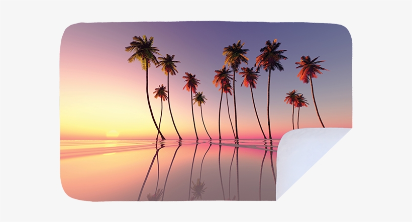 Coconut Trees, transparent png