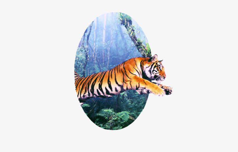 Oval Frame - Siberian Tiger, transparent png