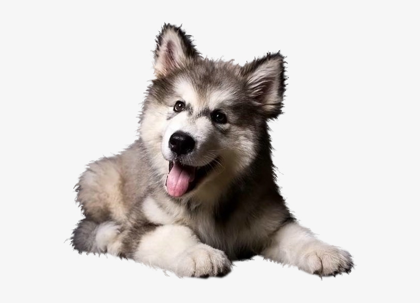 Photo F81d9aa5 - Cute Siberian Husky Puppy, transparent png