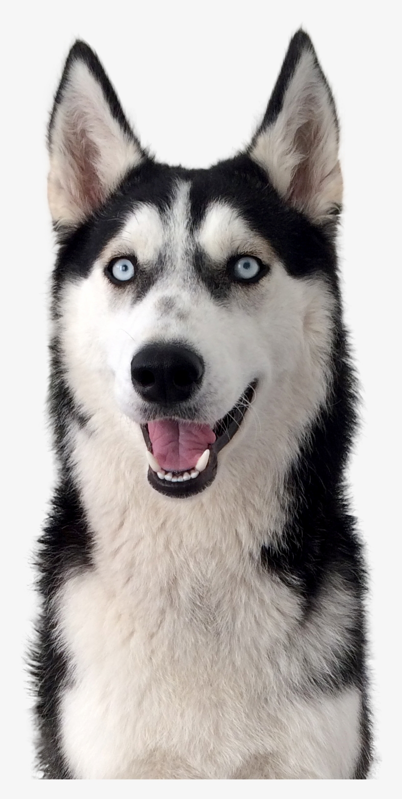 Der Husky - Husky Ausdauer, transparent png