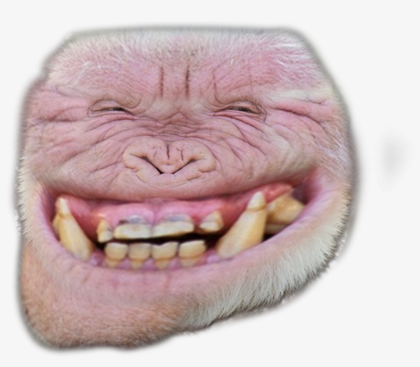 Albino Troll - Cat Yawns, transparent png