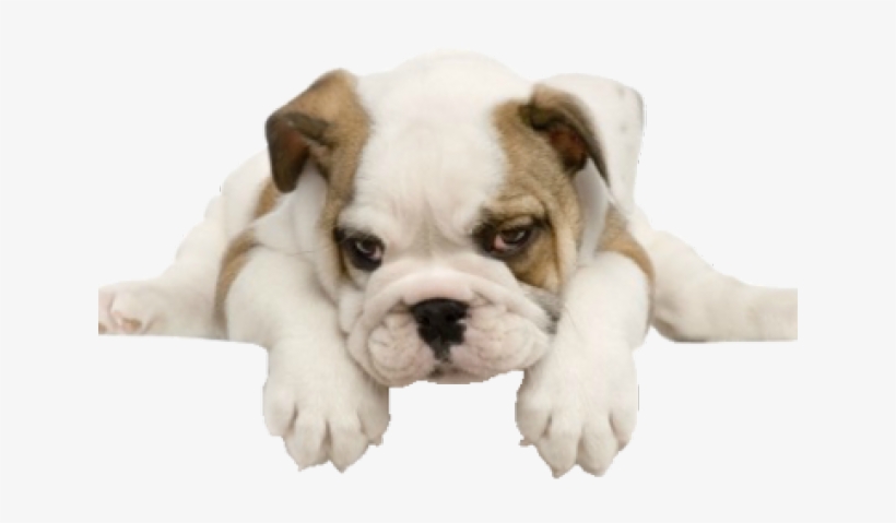 English Bulldog Puppies, transparent png