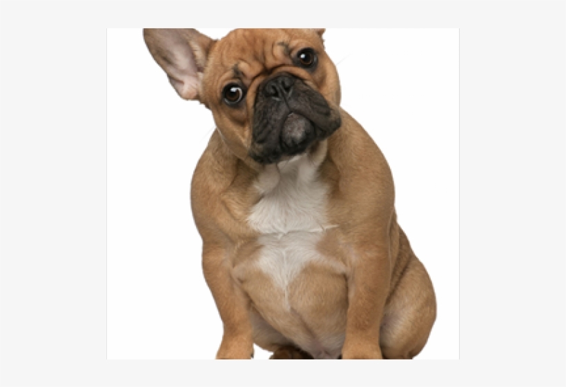 Bulldog Png Transparent Images - Puppy, transparent png