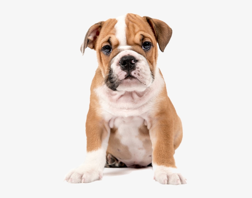 English Bulldog Cross Golden Retriever, transparent png