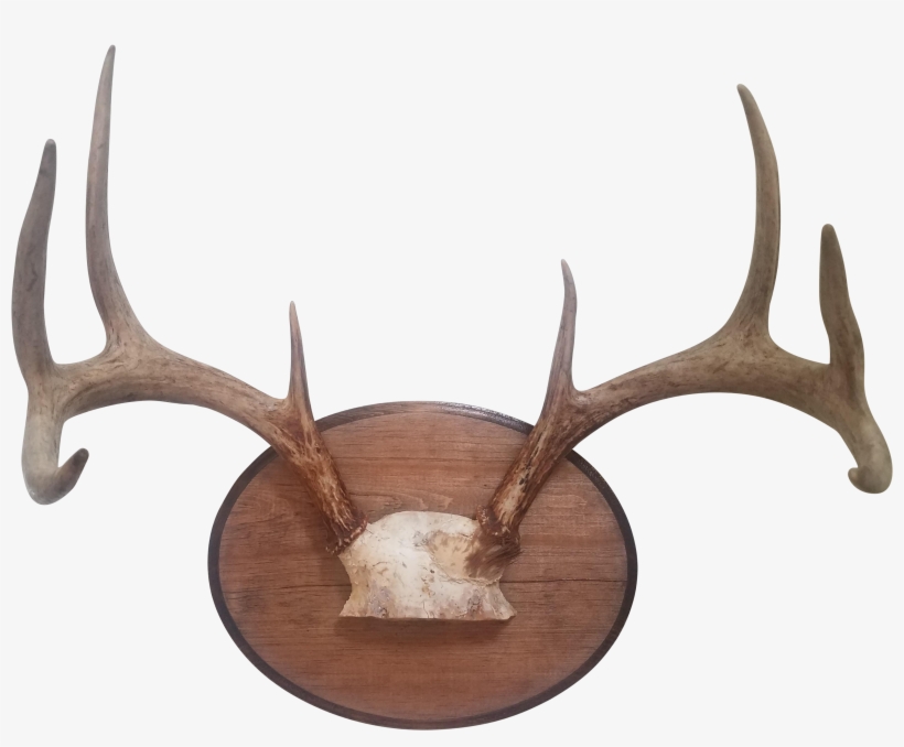 Deer Antler Png - Antler, transparent png