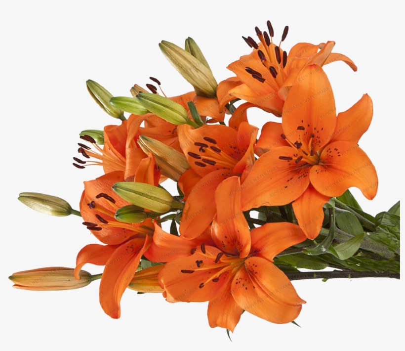 Asiatic Lilies - Orange Lily, transparent png