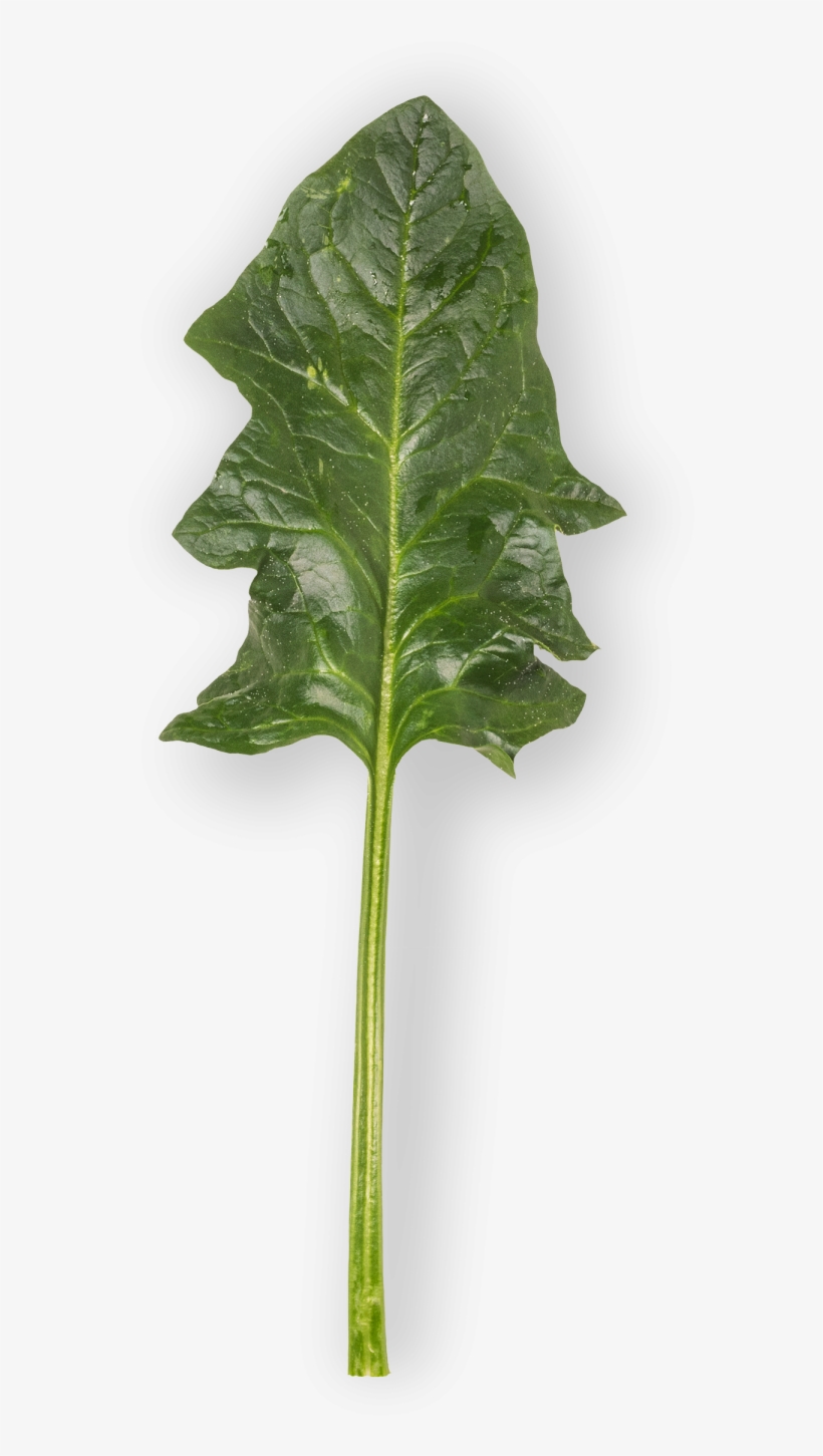 Spinach - Chard, transparent png