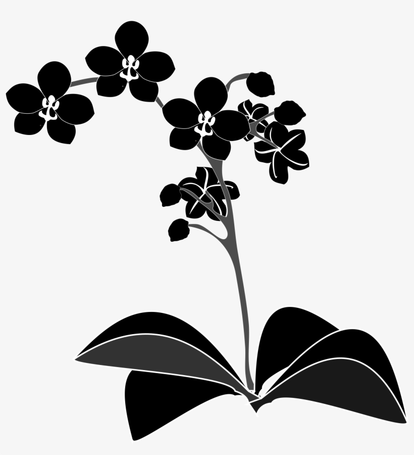 Clipart - Orchid Clipart Black And White, transparent png