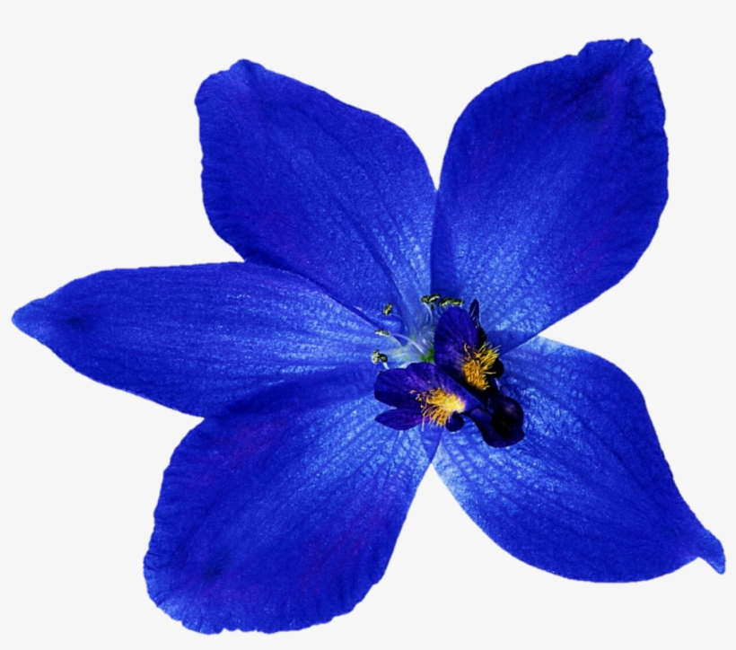 Blue Orchid Flower Png, transparent png