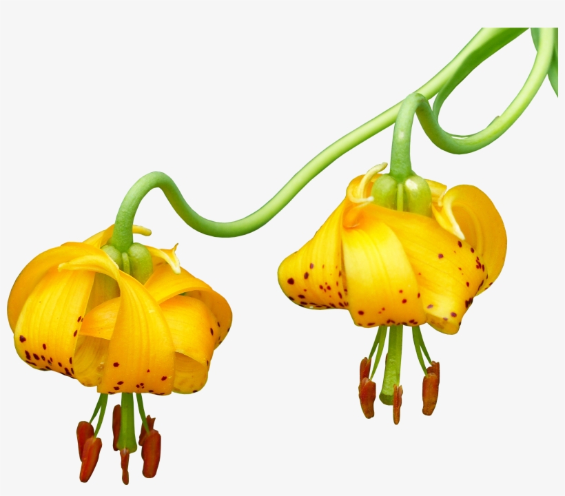 Yellow Canada Lily, transparent png