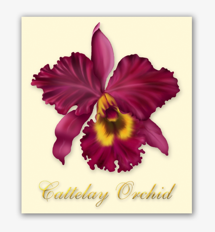Cuttelay Orchid Illustration - Cattleya Labiata, transparent png
