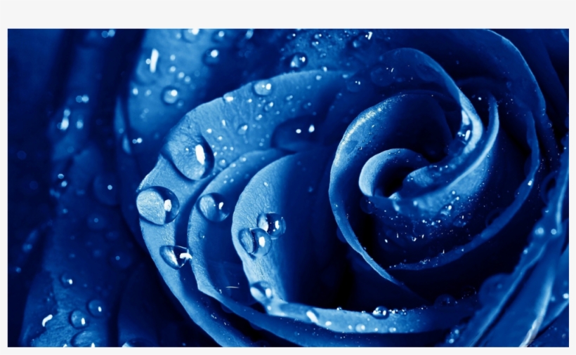 Score 50% - Rose With Water Drops On Black Background, transparent png