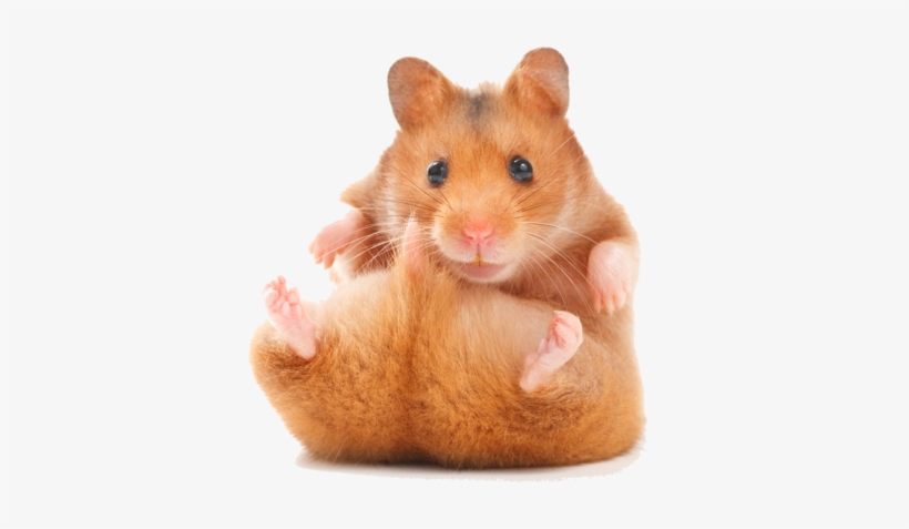 Funny Hamster - Teddy Bear Hamster, transparent png