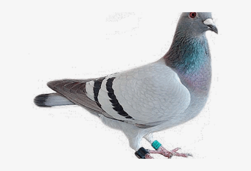 Khwab Mein Kabootar Dekhna Ki Tabeer, transparent png