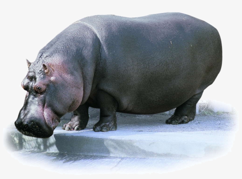 Hippo Transparent Images - 河马, transparent png