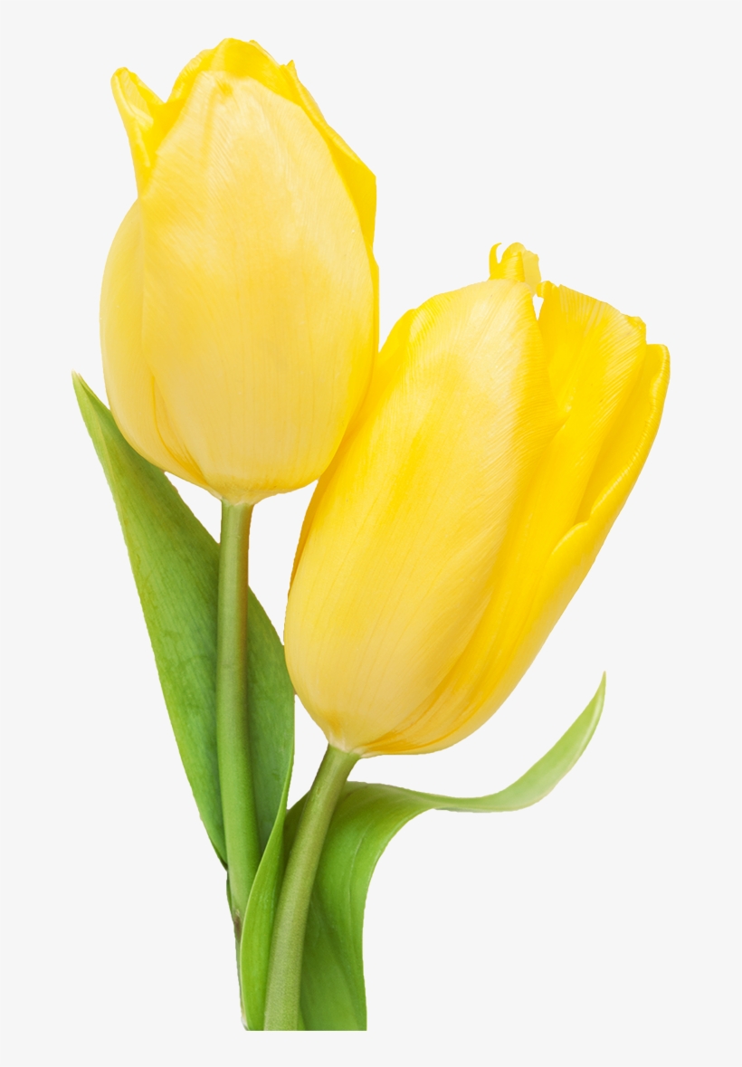 800 X 1181 1 - Yellow Tulip Transparent, transparent png
