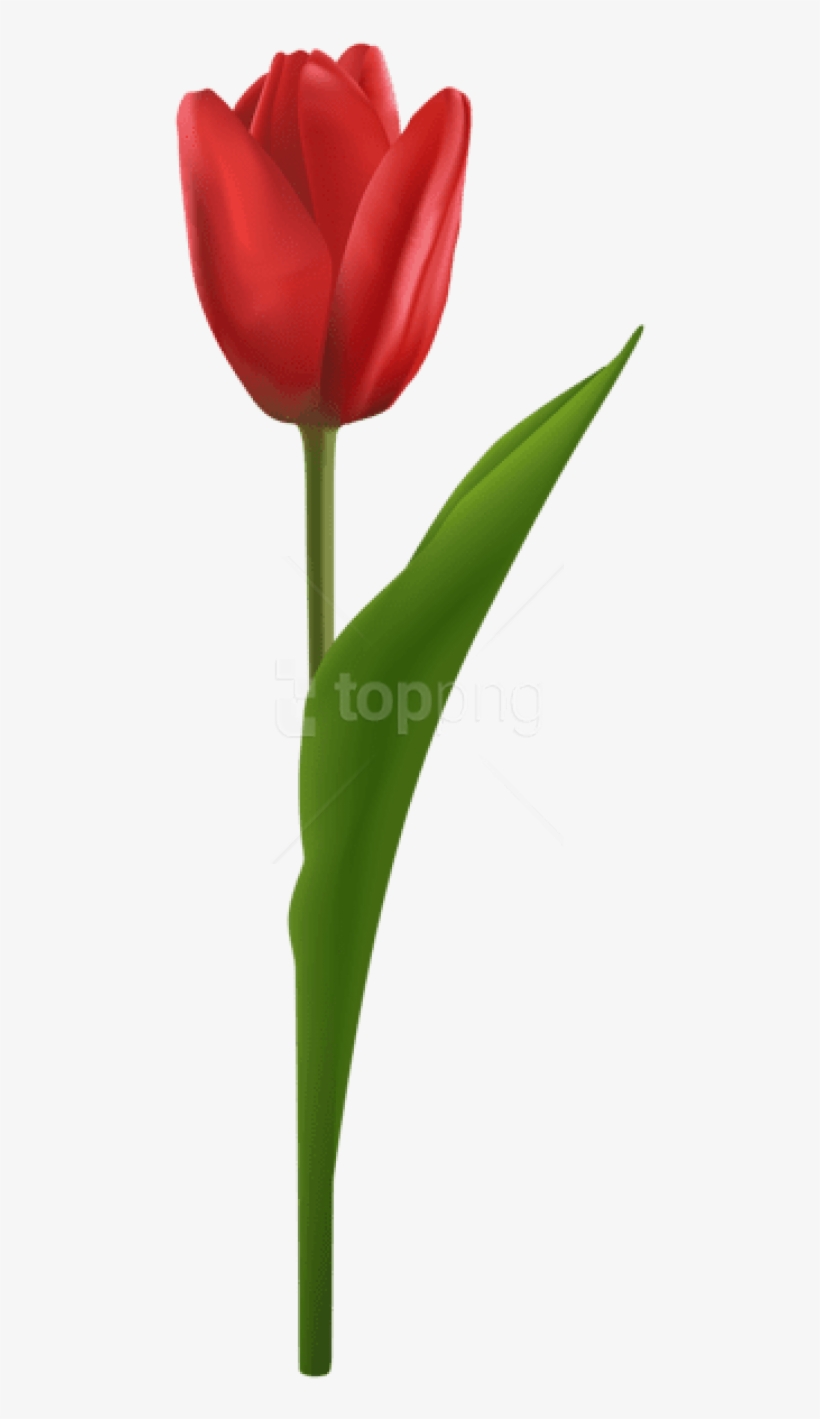 Free Png Download Tulip Red Png Images Background Png - Sprenger's Tulip, transparent png