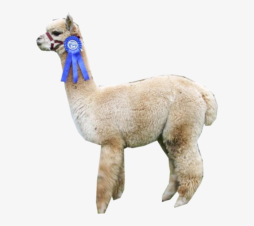 “ Alpaca ” - Llama, transparent png