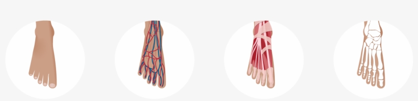 Footanatomy - Illustration, transparent png