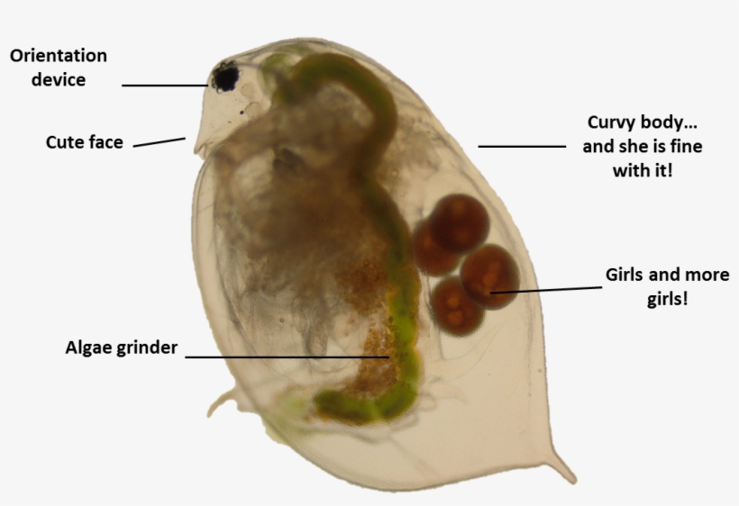 1 Reply 6 Retweets 34 Likes - Copepod, transparent png