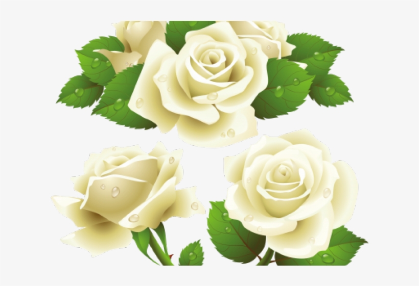 White Rose Clipart Bunch - Rose Vector Free Download, transparent png
